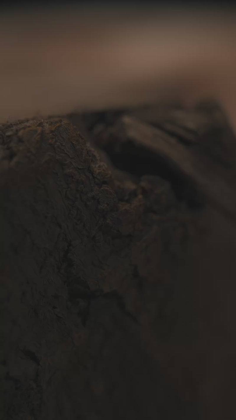 Oud Of Majesty
